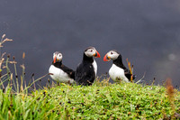 Puffins,  Iconic seabird of Iceland